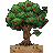 Foxstead Apple Tree