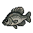 Black Crappie