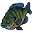 Bluegill Fish