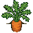 Carrot Plant
