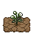 Cotton Plant