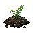 Fern Plant in Soil