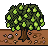 Foxstead Pear Tree