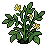 Potato Plant