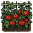Tomato Plant